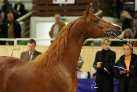 SRF Barolo